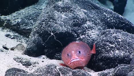 Underwater-Close-Up-Of-A-Sea-Toad-On-the-Ocean-Floor-Near-Wake-Island