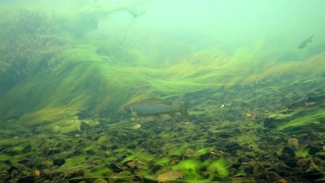 Unterwasseraufnahmen-Von-Äschenhechten,-Die-In-Einem-Sich-Schnell-Bewegenden-Fluss-Schwimmen