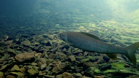 Unterwasseraufnahmen-Von-Äschenhechten,-Die-In-Einem-Sich-Schnell-Bewegenden-Fluss-Schwimmen-1