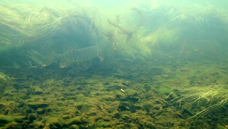 Unterwasseraufnahmen-Von-Äschenhechten,-Die-In-Einem-Sich-Schnell-Bewegenden-Fluss-Schwimmen-2