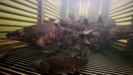 Underwater-Footage-Of-Grayling-Pike-In-A-Fish-Pen-Waiting-To-Be-Released-Into-the-Wild