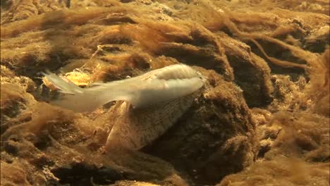 Potomac-Mussel-Filters-Silt-And-Bacteria-Ultimately-Helping-To-Restore-And-Maintain-Clean-Healthy-Rivers-1