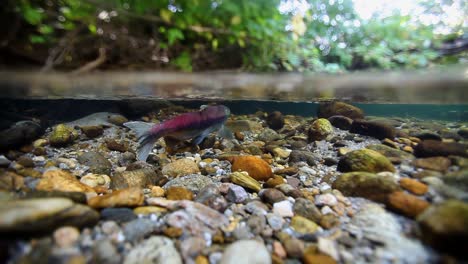 Underwater-View-Of-Sockeye-Salmon-Having-Turned-Red-At-the-End-Of-their-Lifecycle-Swim-Upstream-To-Spawn-1