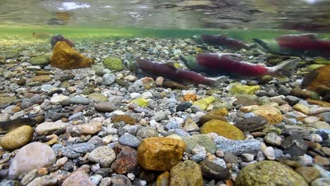 Unterwasseransicht-Von-Rotlachsen,-Die-Am-Ende-Ihres-Lebenszyklus-Rot-Geworden-Sind,-Schwimmen-Stromaufwärts,-Um-Zu-Laichen-2