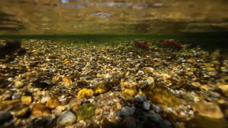 Underwater-View-Of-Sockeye-Salmon-Having-Turned-Red-At-the-End-Of-their-Lifecycle-Swim-Upstream-To-Spawn-3