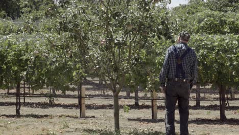 Ein-älterer-Bauer-Inspiziert-Äpfel-Und-Weintrauben-Auf-Einer-Ranch-Im-Reichen-Ackerland-Des-Lompoc-Valley-Kalifornien