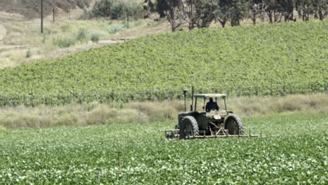 A-tractor-works-in-a-beanfield-and-irrigation-system-sprays-water-in-an-avocado-orchard-in-the-Lompoc-Valley-California