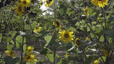 Dolly-shot-of-brilliant-sunflowers-and-the-old-majestic-trees-in-a-walnut-grove-in-the-farm-land-of-the-Lompoc-Valley-CA