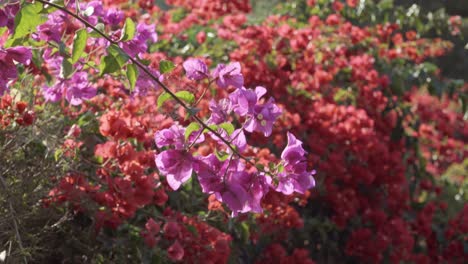 A-delicate-spider-web-in-backlit-bougainvillea-and-a-beautiful-shot-of-purple-lavender-in-soft-warm-afternoon-light-CA