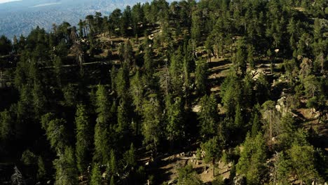Hermosa-Antena-Sobre-El-Desierto-De-La-Montaña-De-Pinos-Y-Los-árboles-Programados-Para-Ser-Talados-Y-Su-Hábitat-Eliminado