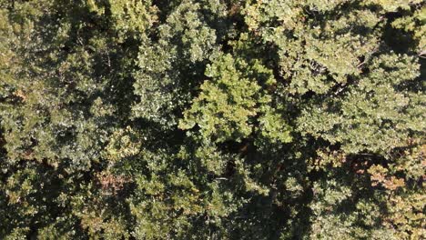 Wald-Natur-Drohne