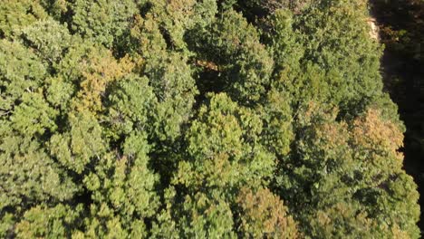 Bosque-Naturaleza-Drone-Aéreo-1