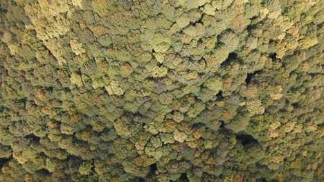 Bosque-Naturaleza-Drone-Aéreo-2