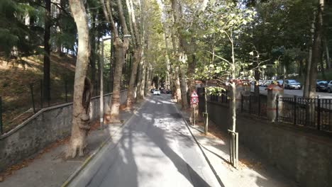 Tree-Road-City-Traffic