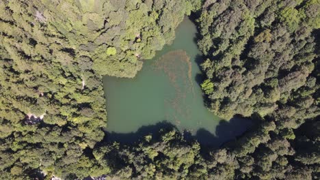 Luftbild-Teich-Zwischen-Bäumen
