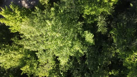 Grüne-Bäume-Luftaufnahme