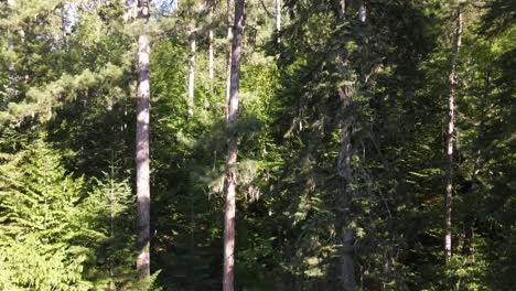 Bosque-Natural-árbol-Vista-Aérea-Superior