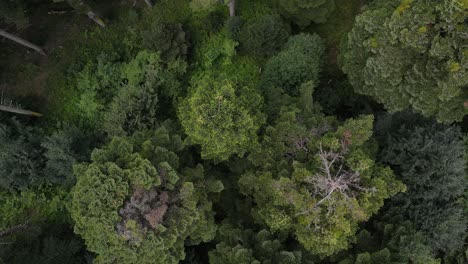 Naturwald-Luftaufnahme-Von-Oben