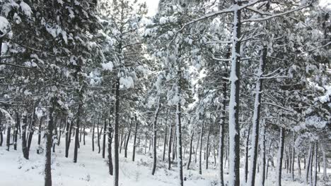 Gefrorene-Bäume-Winterschnee