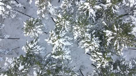 Winter-Gefrorene-Bäume-Schnee-Antenne
