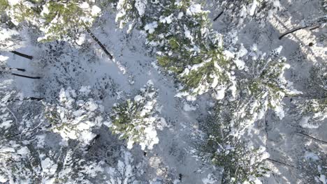 Bosque-Invierno-Nieve