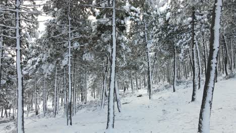 árboles-Congelados-Cubiertos-De-Nieve