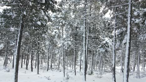 Bosque-Congelado-Blanco-Invierno-Nieve
