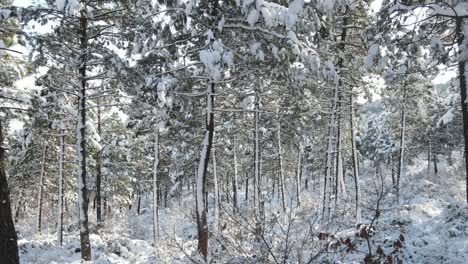 Gefrorene-Waldbäume-Winter