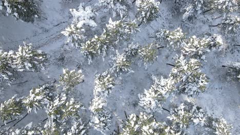 Snowy-Trees-Forest-Winter-Aerial-Drone