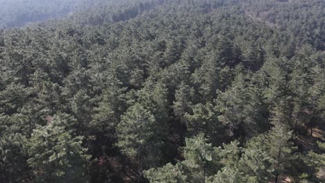 Aerial-Drone-Forest-Stable-Climate