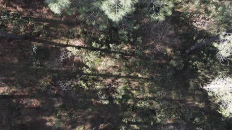 Aerial-Environment-Forest-Trees