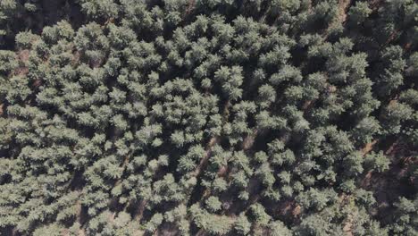 Luftdrohne-Natürliche-Waldbäume