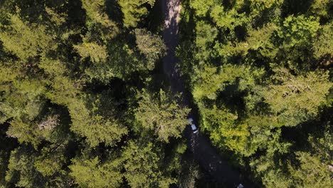 Aerial-View-Driving-Car-Forest-3