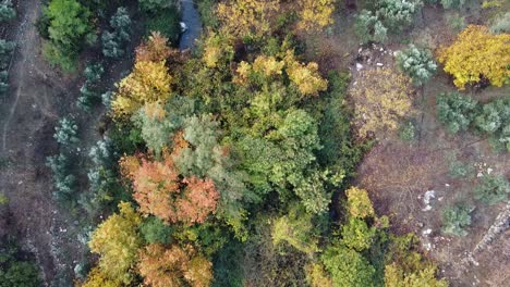 Luftaufnahme-Wald-Herbstsaison-Herbstfarben