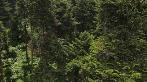 Natürliche-Waldumgebung-Bäume