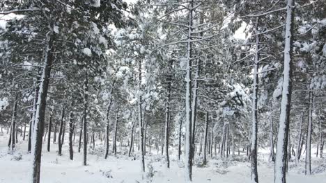 árboles-Congelados-Cubiertos-Nevando