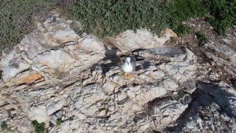 Drone-Ver-Gaviota-Sobre-Roca