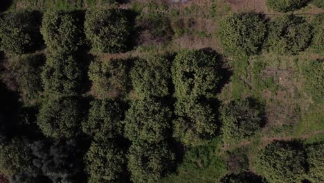 Drone-View-Of-Fruit-Trees