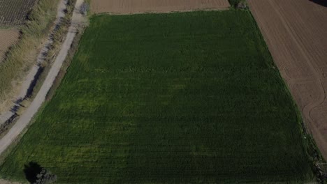 Drone-View-Of-Wheat-Field