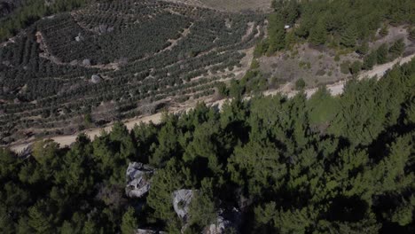 Remote-Aerial-Access-To-The-Olive-Grove-In-The-Forest