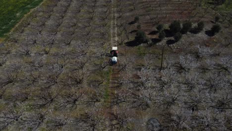 Workers-Spraying-Blooming-Apricot-Orchard