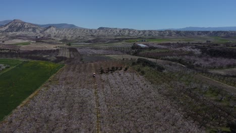 Blooming-Apricot-Orchard-Aerial-View