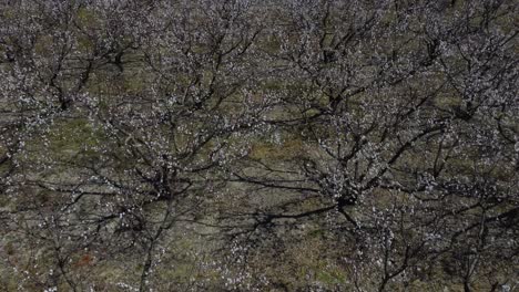 Aerial-Drone-Over-Blooming-Trees