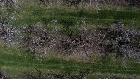 Aerial-View-Blooming-Apricot-Orchard