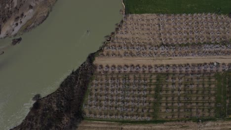 Drohnenansicht-Des-Aprikosengartens-Am-Fluss
