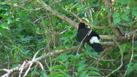 Tucán-Iguazú-Argentina-En-Los-Arbustos