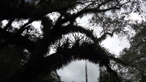 Rama-De-Un-árbol-De-Argentina-En-Los-Subtrópicos