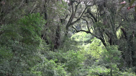 Argentina-view-through-subtropical-forest