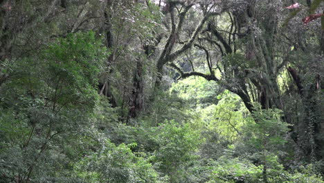 Argentina-Vista-A-Través-Del-Bosque-Subtropical