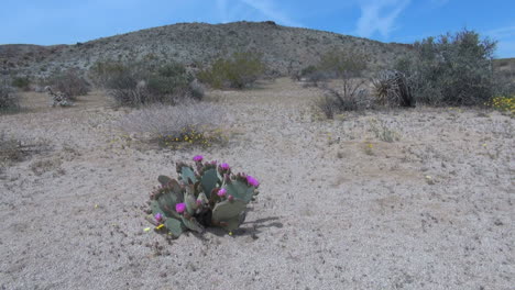 Kalifornien-Beavertail-Kaktus-Blüht
